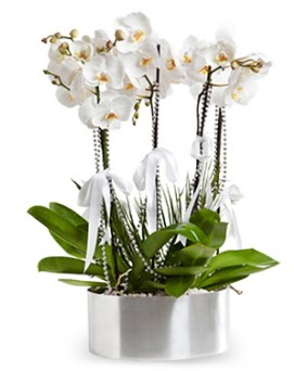 Be dall metal saksda beyaz orkide  zmit Seymen iek siparii sitesi 