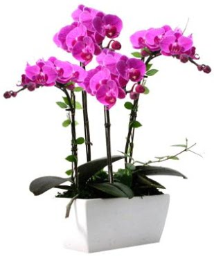 Seramik vazo ierisinde 4 dall mor orkide  Kocaeli Kurueme internetten iek siparii 