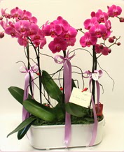 Beyaz seramik ierisinde 4 dall orkide  Kocaeli Kefken online iek gnderme sipari 