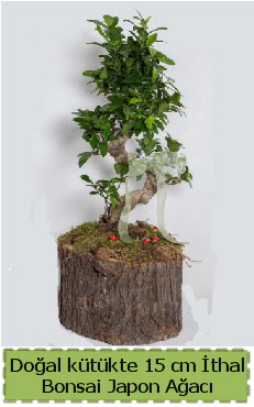 Doal ktkte thal bonsai japon aac  Kocaeli Koseky internetten iek sat 