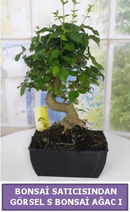 S dal erilii bonsai japon aac  Kocaeli Kurueme internetten iek siparii 