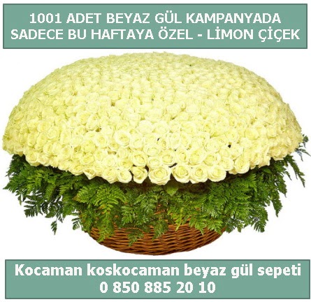 1001 adet beyaz gül sepeti özel kampanyada  Kocaeli çiçekçi mağazası 