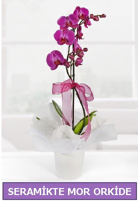 Seramik içerisinde birinci kalite tek dallı mor orkide  hediye çiçek yolla 