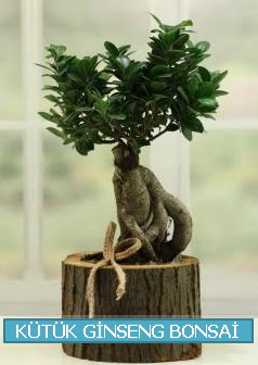 Ktk aa ierisinde ginseng bonsai  Kocaeli zmit ieki maazas 