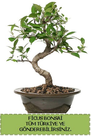 Ficus bonsai  Kocaeli zmit ieki maazas 