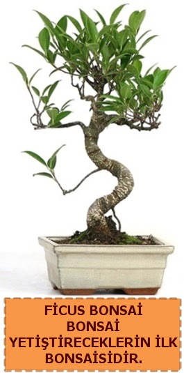 Ficus bonsai 15 ile 25 cm arasndadr  zmit Seymen iek siparii sitesi 
