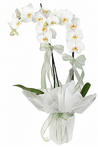 Çift Dallı Beyaz Orkide  Kocaeli online çiçekçi , çiçek siparişi 