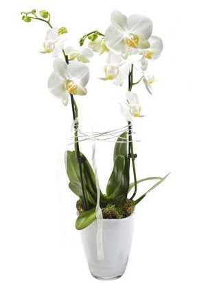 2 dall beyaz seramik beyaz orkide sakss  Kocaeli zmit ieki maazas 