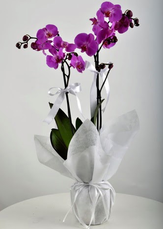 ift dall saksda mor orkide iei  zmit Dilovas iek online iek siparii 