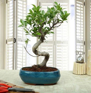 Amazing Bonsai Ficus S thal  Kocaeli Doksanbeevler hediye sevgilime hediye iek 