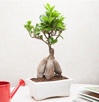 Exotic Ficus Bonsai ginseng  Kocaeli zmit iek gnderme sitemiz gvenlidir 