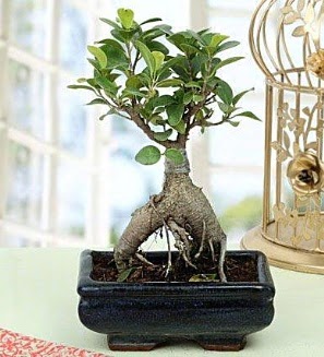 Appealing Ficus Ginseng Bonsai  Kocaeli Alikahya online ieki , iek siparii 