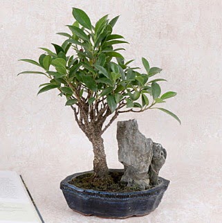 Japon aac Evergreen Ficus Bonsai  Kocaeli zmit ieki maazas 