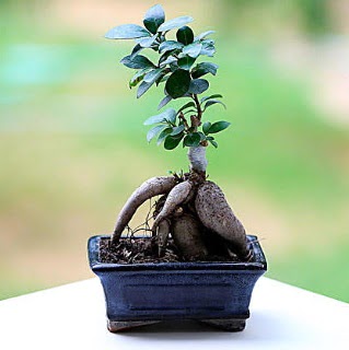 Marvellous Ficus Microcarpa ginseng bonsai  zmit Dilovas iek online iek siparii 