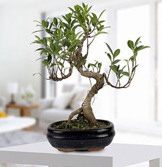Gorgeous Ficus S shaped japon bonsai  Kocaeli zmit iek sat 