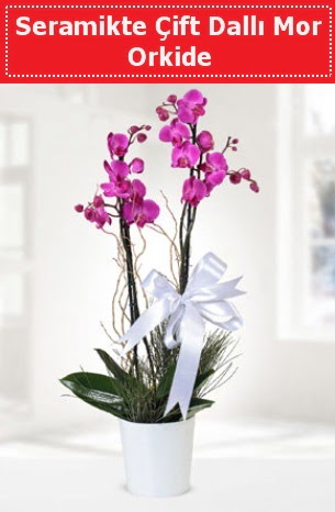 Seramikte Çift Dallı Mor Orkide  Kocaeli online çiçekçi , çiçek siparişi 