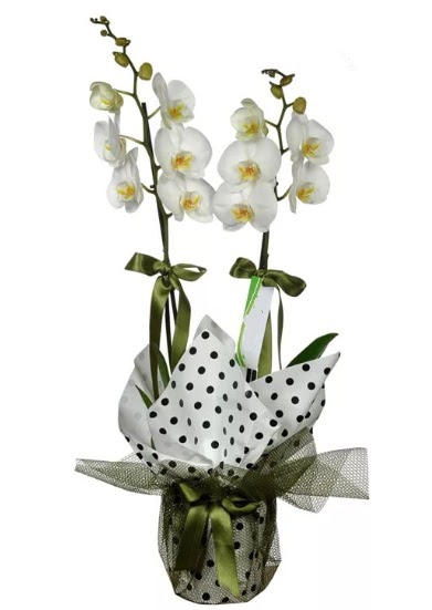 ift Dall Beyaz Orkide  Kocaeli Gebze yurtii ve yurtd iek siparii 