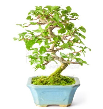 S zerkova bonsai ksa sreliine  Kocaeli hediye iek yolla 