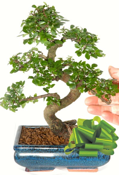 Yaklak 25 cm boyutlarnda S bonsai  Kocaeli Hereke uluslararas iek gnderme 