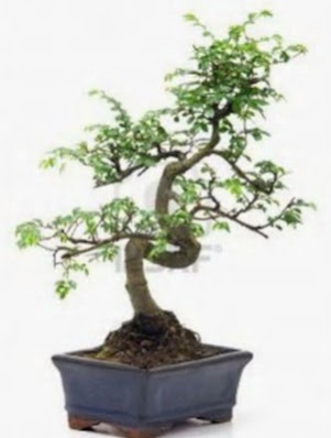 S gvde bonsai minyatr aa japon aac  Kocaeli Kurueme internetten iek siparii 