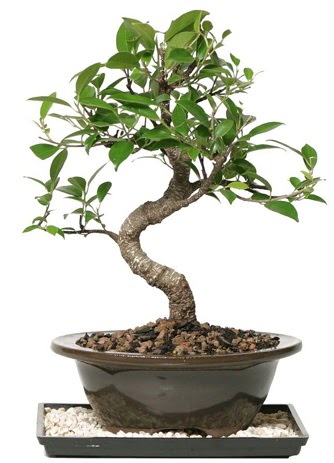 Altn kalite Ficus S bonsai  Kocaeli Krfez iekiler  Sper Kalite