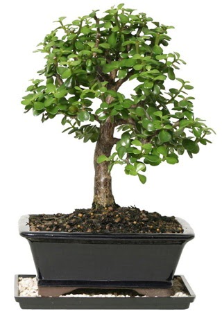 15 cm civar Zerkova bonsai bitkisi  Kocaeli Hereke uluslararas iek gnderme 