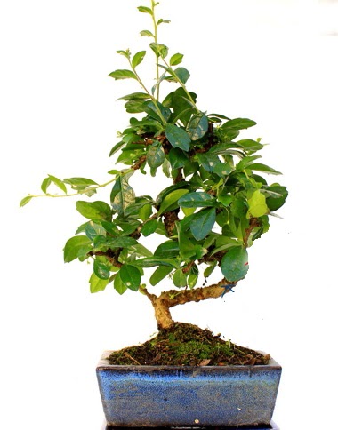 S gvdeli carmina bonsai aac  zmit Seymen iek siparii sitesi  Minyatr aa