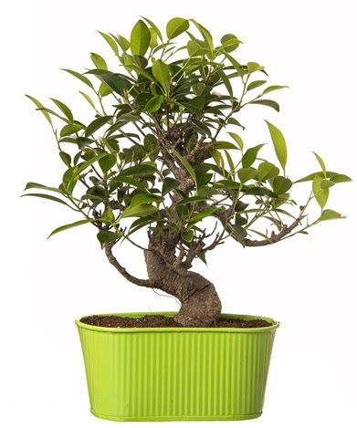 Ficus S gövdeli muhteşem bonsai  Kocaeli uluslararası çiçek gönderme 