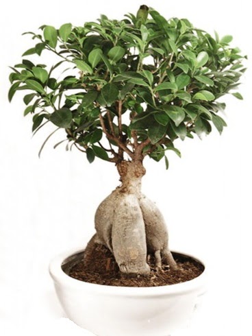 Ginseng bonsai japon aac ficus ginseng  Kocaeli hediye iek yolla 