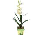 Özel Yapay Orkide Beyaz   Kocaeli çiçek , çiçekçi , çiçekçilik 