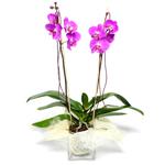  Kocaeli internetten çiçek siparişi  Cam yada mika vazo içerisinde  1 kök orkide