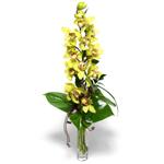  hediye çiçek yolla  cam vazo içerisinde tek dal canli orkide