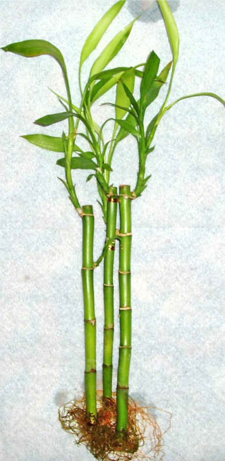 Lucky Bamboo 3 adet vazo hediye edilir   Kocaeli Deirmendere iek maazas , ieki adresleri 