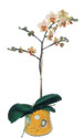  Kocaeli çiçek servisi , çiçekçi adresleri  Phalaenopsis Orkide ithal kalite