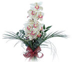  Kocaeli uluslararası çiçek gönderme  Dal orkide ithal iyi kalite