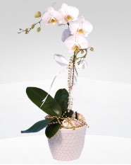 1 dallı orkide saksı çiçeği  Kocaeli çiçek , çiçekçi , çiçekçilik 