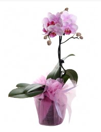 1 dal pembe orkide saksı çiçeği  çiçek gönderme 