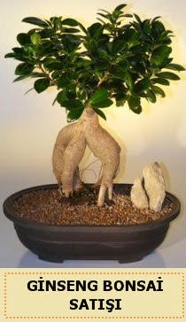 İthal Ginseng bonsai satışı japon ağacı  Kocaeli uluslararası çiçek gönderme 