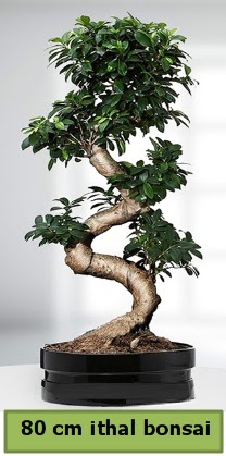 80 cm özel saksıda bonsai bitkisi  Kocaeli çiçekçiler 