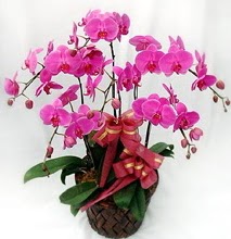 Sepet içerisinde 5 dallı lila orkide  Kocaeli online çiçek gönderme sipariş 