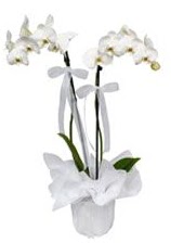2 dallı beyaz orkide  çiçekçi telefonları 