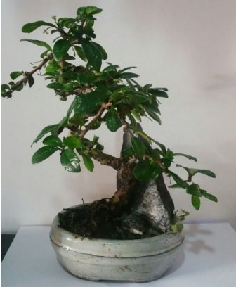 S şeklinde ithal bonsai ağacı  çiçek siparişi sitesi 