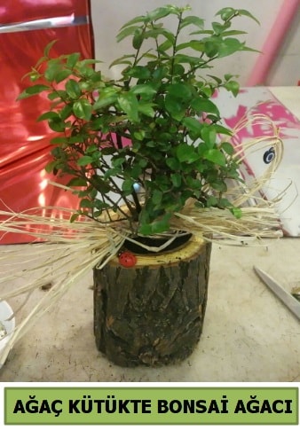 Doğal ağaç kütük içerisinde bonsai ağacı  Kocaeli çiçekçi mağazası 