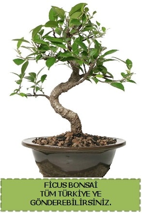 Ficus bonsai  Kocaeli çiçekçi mağazası 