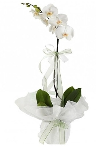 Tekli Beyaz Orkide  Kocaeli cicek , cicekci 