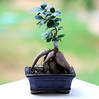 Marvellous Ficus Microcarpa ginseng bonsai  çiçek online çiçek siparişi 