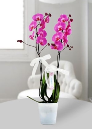 Çift dallı mor orkide  Kocaeli anneler günü çiçek yolla 