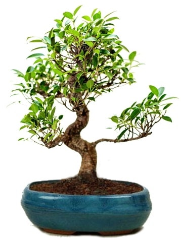 25 cm ile 30 cm aralığında Ficus S bonsai  Kocaeli çiçekçi mağazası 