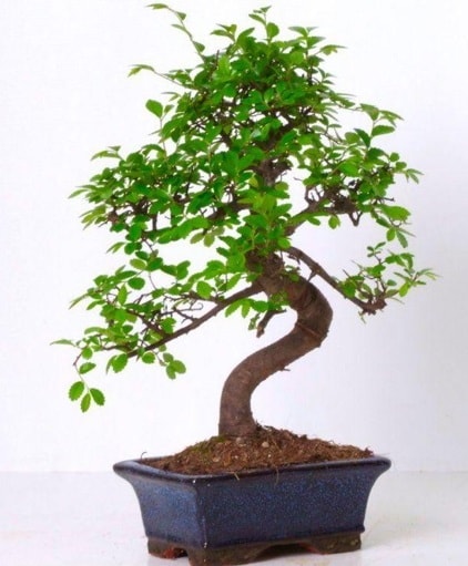 S gövdeli bonsai minyatür ağaç japon ağacı  Kocaeli çiçekçi mağazası 